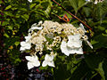 Hydrangea paniculata Grandiflora IMG_4639 Hortensja bukietowa